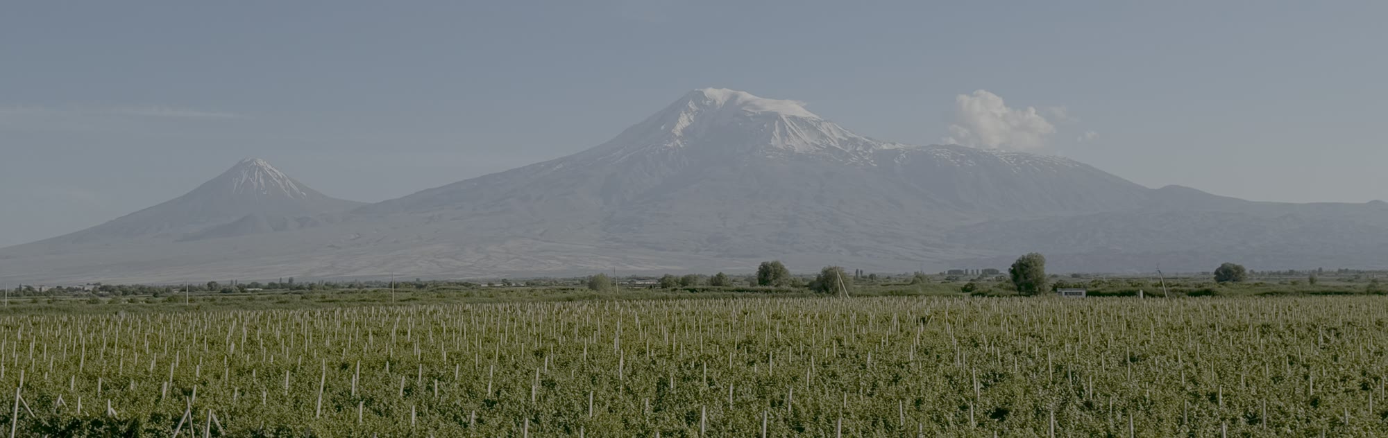 Mount Ararat over the vineyard