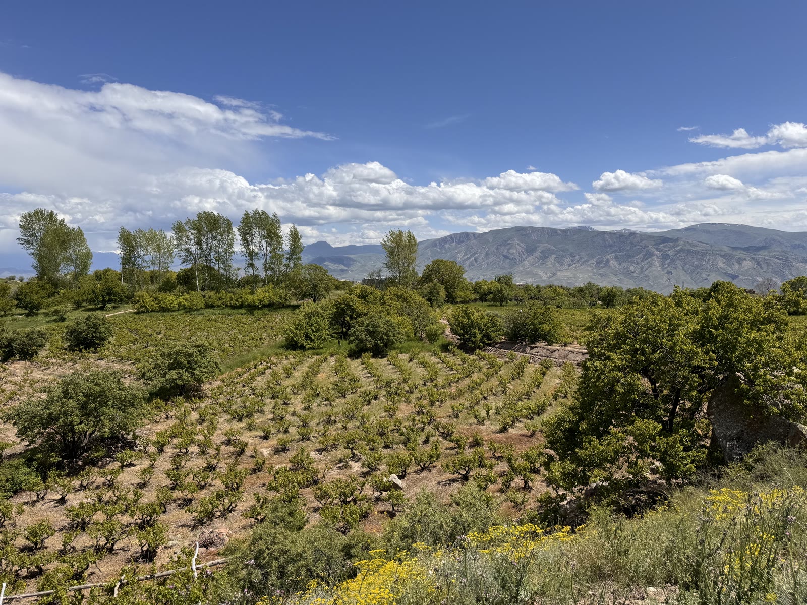 Vineyard in the mountains