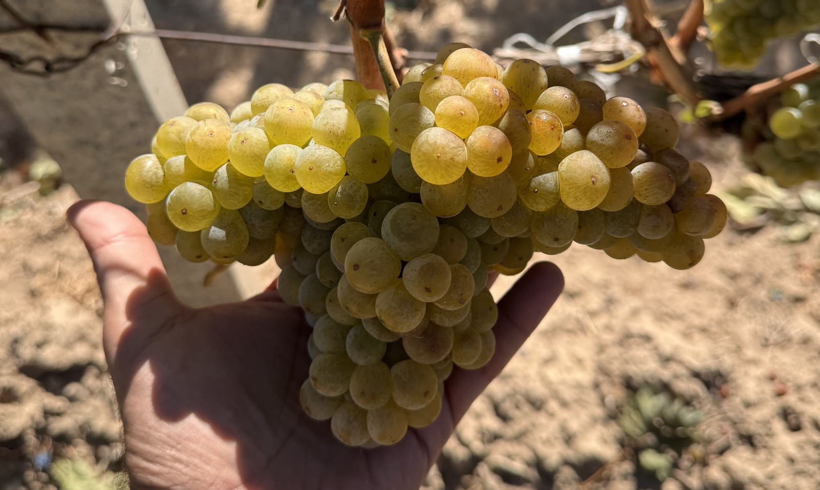 Fresh grapes